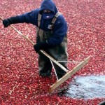 Cranberry Bog is like a Genealogy Search